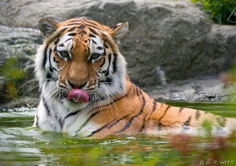 De Siberian Tiger Park: Een paradijs voor tijgers en een onvergetelijke ontmoeting met de natuur!