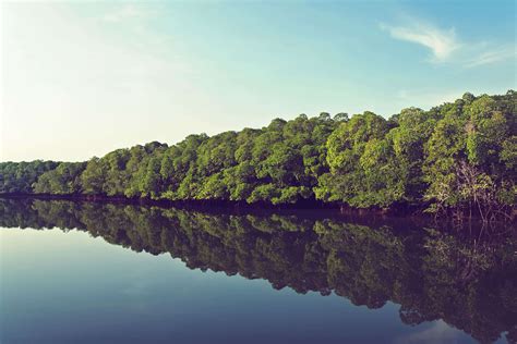 De verbazingwekkende schoonheid van het Fangchenggang Haizhen Mangrovebos, een verborgen juweeltje aan de kust!